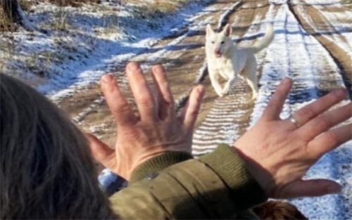 begeleiding bij angst voor honden