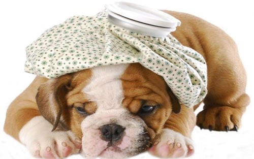 natuurgeneeskundig hondentherapeut